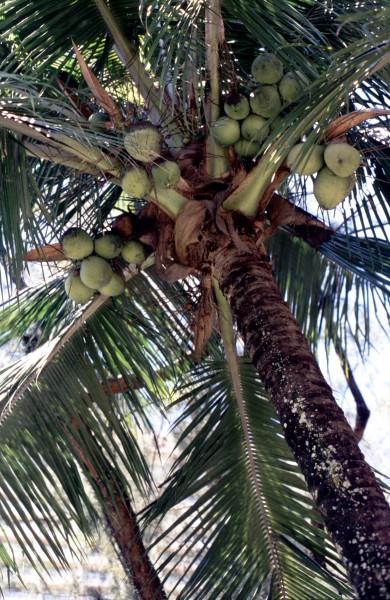 一组挂在树上的绿色椰子图片