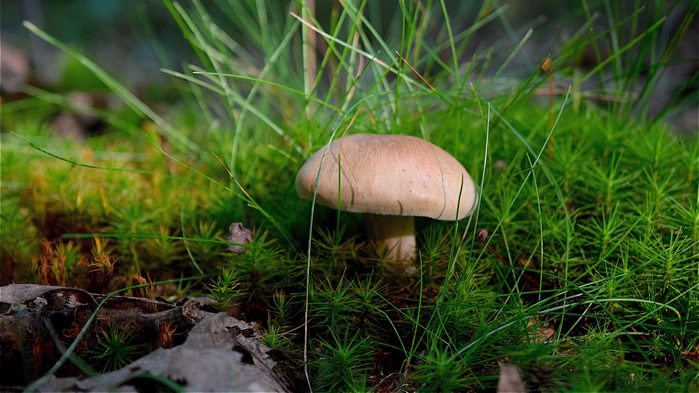 一组森林里的蘑菇图片欣赏