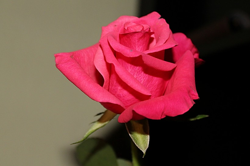 鲜艳的红色玫瑰图片