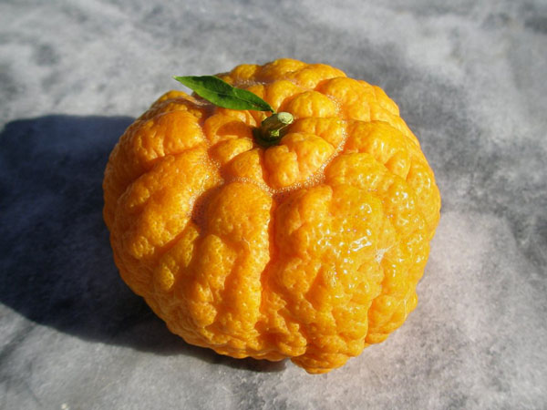 橙黄色的黄柑橘图片欣赏