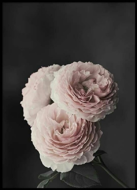 一组白粉色纯洁的芍药花图片