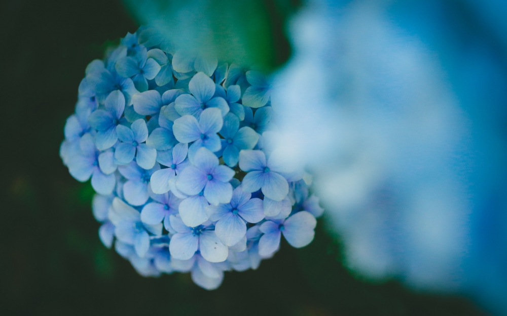 蓝色的绣球花唯美图片桌面壁纸