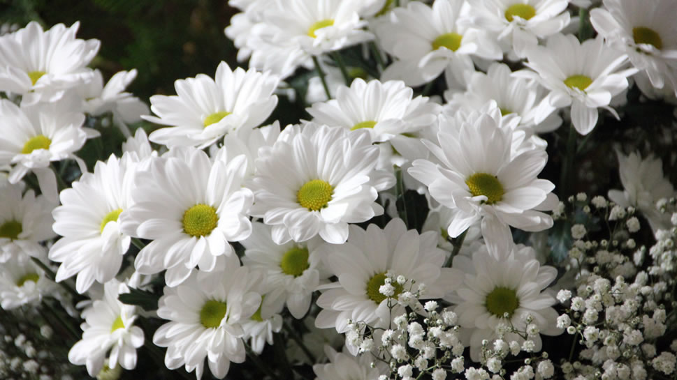 一组清新唯美代表着纯洁大方的白色雏菊图片