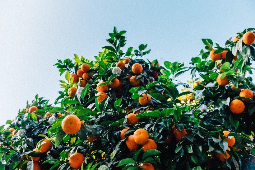 新鲜可口的柑橘图片欣赏