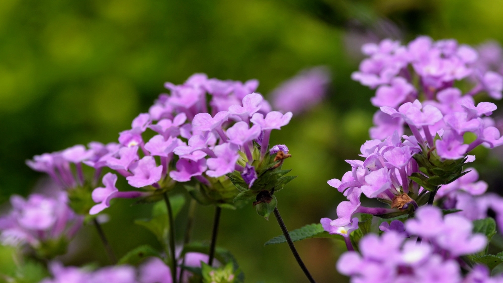 四季花大方美丽的紫色五色梅图片欣赏