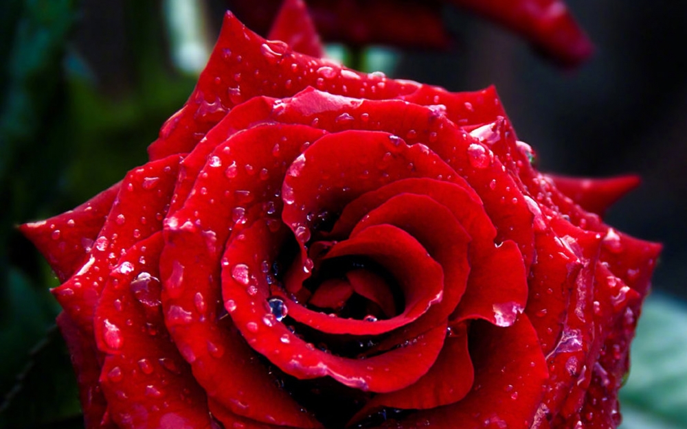 唯美娇艳的红玫瑰图片欣赏
