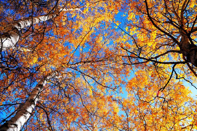 一组蓝天下的唯美树叶图片欣赏