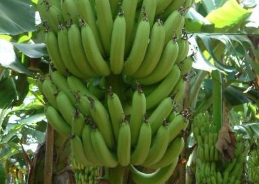 一组特别新鲜的绿色香蕉图片欣赏