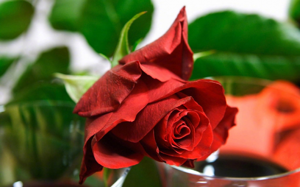 唯美娇艳的红玫瑰图片欣赏