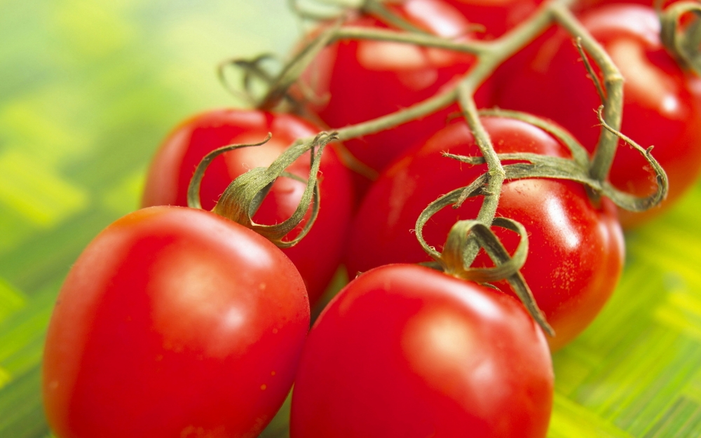 没有成熟的西红柿的味道是酸溜溜的 成熟的就又甜又香