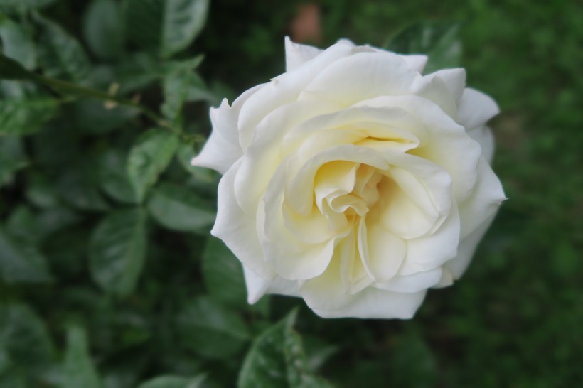 清纯淡雅的白玫瑰图片