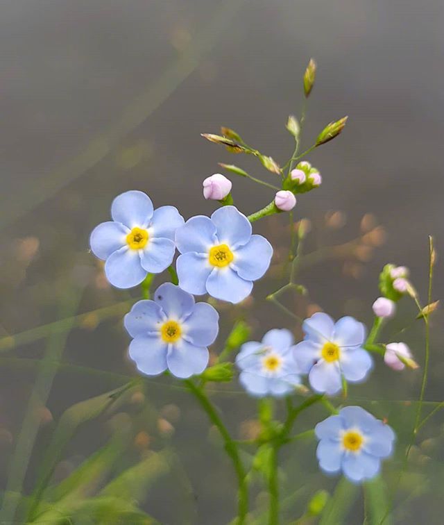 一组蓝色唯美的小花朵图片-勿忘我