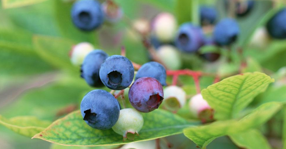 一组还挂在树上超级新鲜的蓝莓图片欣赏