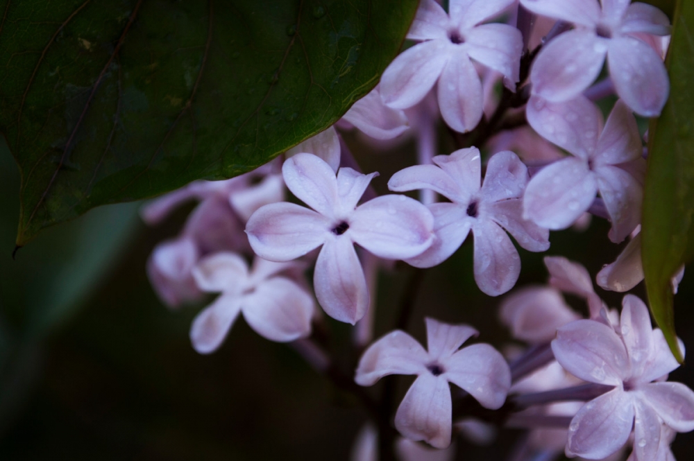 唯美紫色丁香花图片欣赏