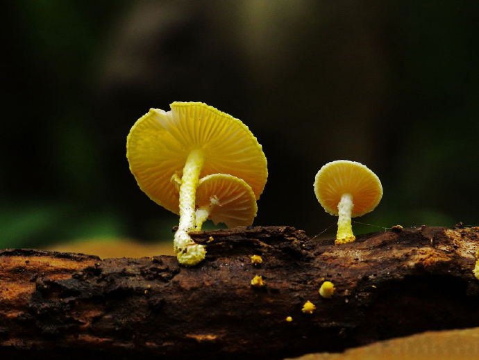 一组可爱黄色小蘑菇图片欣赏
