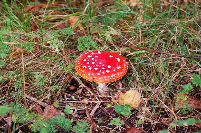 一组可爱的野生红色小蘑菇图片
