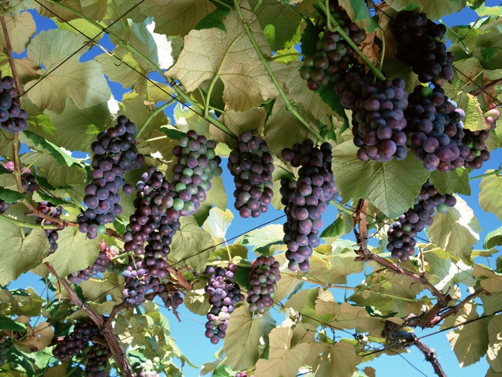 挂在藤上一串串成熟的紫葡萄图片欣赏