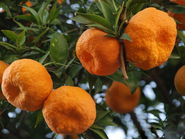 橙黄色的黄柑橘图片欣赏