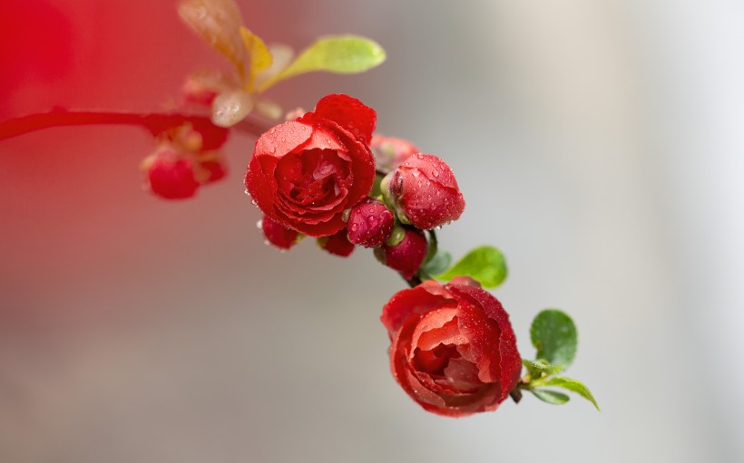 娇艳盛开的贴梗海棠花图片