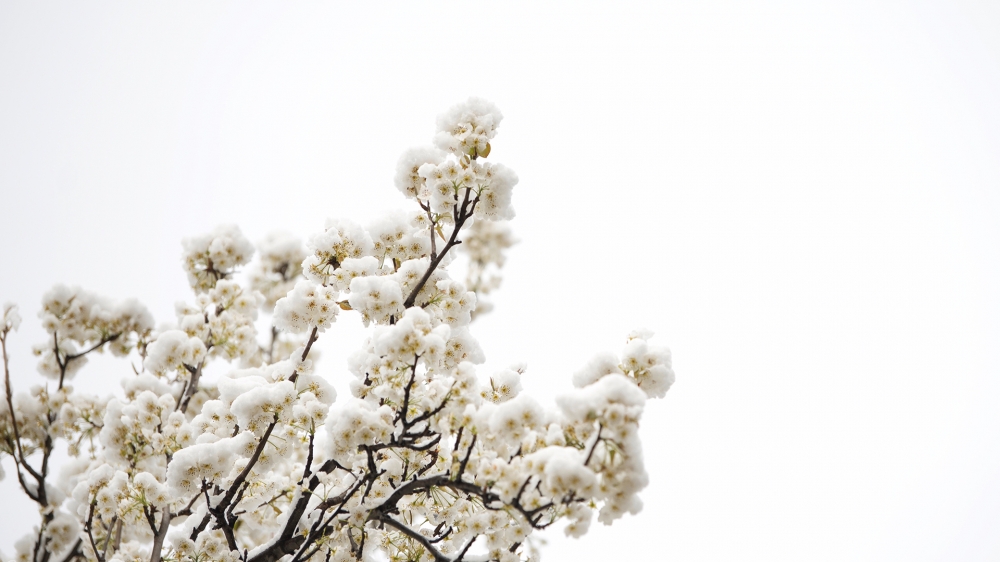 一组绽放的梨花中夹着雪花的唯美图片欣赏