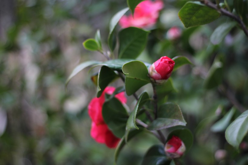花色鲜艳的红露珍山茶花图片