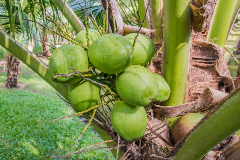 一组挂在树上的绿色椰子图片