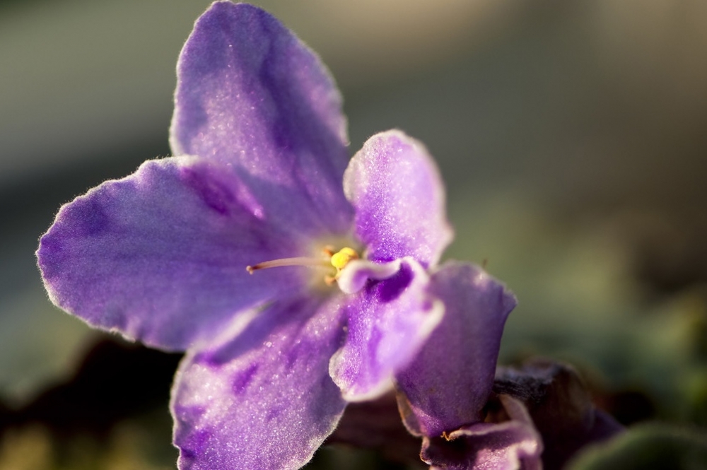 鲜艳的非洲紫罗兰图片