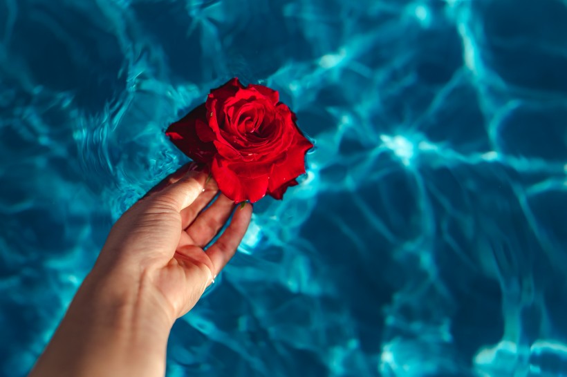 泳池中的玫瑰图片