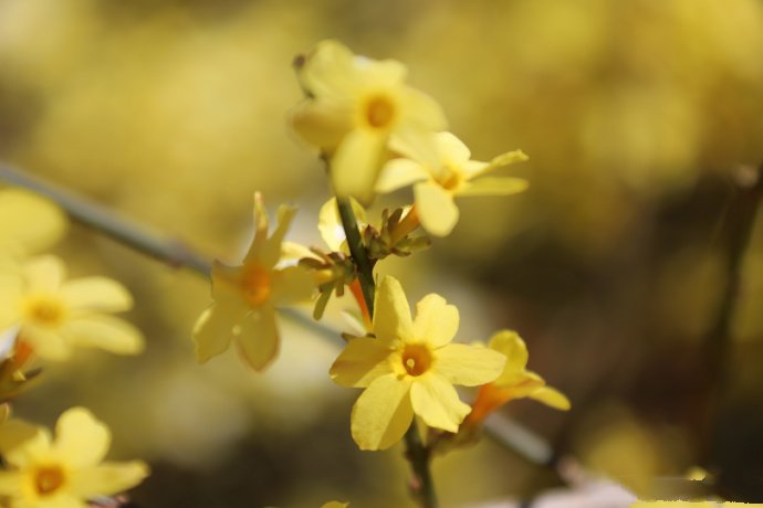 一组美丽黄色的迎春花图片