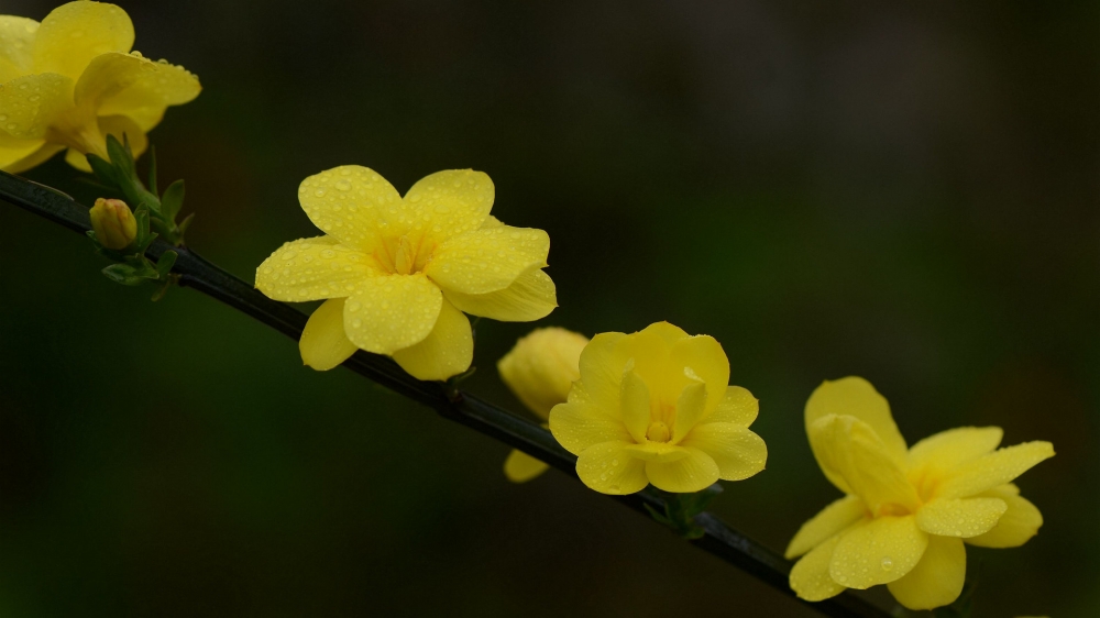迎春花绽开了小小的惹人怜惜的黄色小花