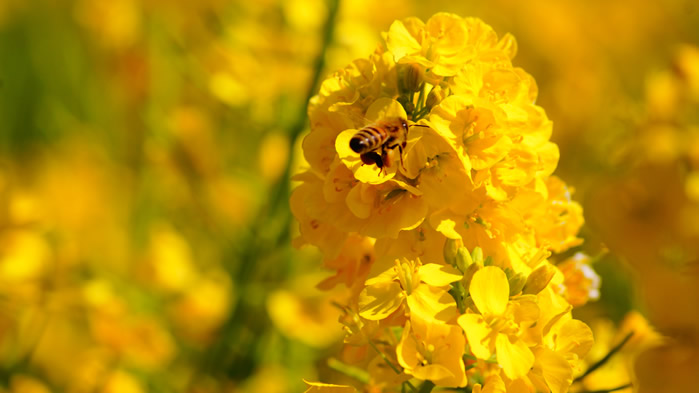 在油菜花上采蜜的蜜蜂