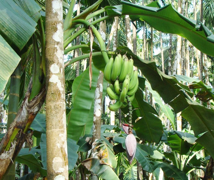 树上还没成熟的香蕉图片欣赏