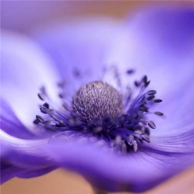 一组漂亮的欧洲银莲花图片