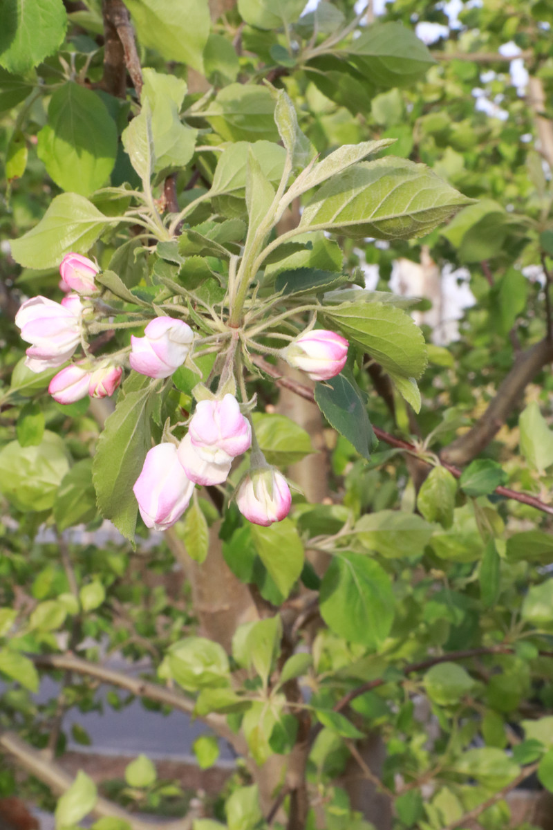 6月开花的植物苹果花图片欣赏