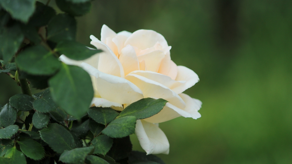一组高清纯香的白玫瑰高清图片欣赏
