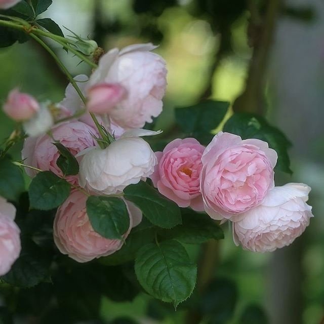 一组漂亮的蔷薇花开图片欣赏