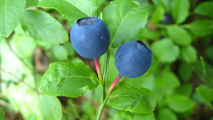 一组新鲜又可口的蓝莓图片欣赏