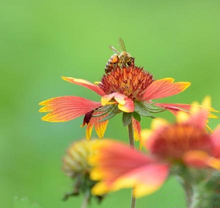 蜜蜂和蝴蝶在花中飞舞的图片