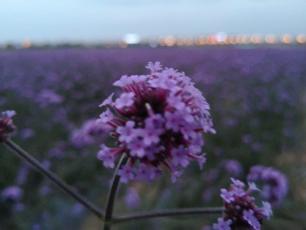 一组紫色花丛图片