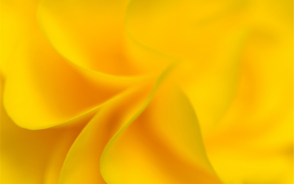 一组黄色鲜艳花朵高清图片欣赏