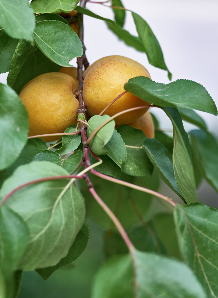 一组杏的果实成熟图片欣赏