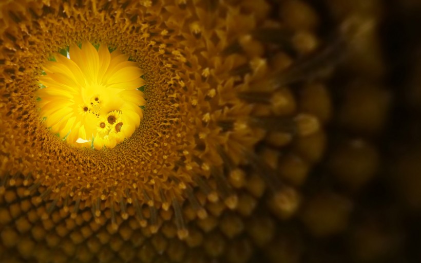 超大葵花图片