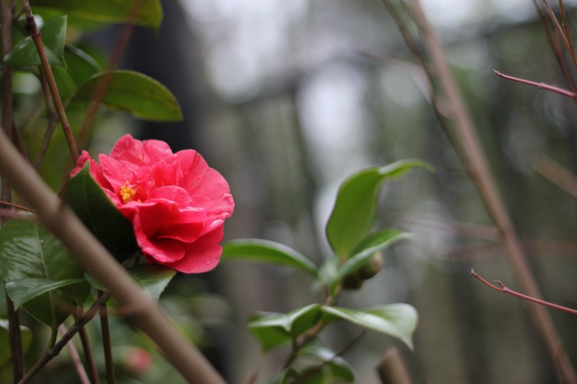 花色鲜艳的红露珍山茶花图片