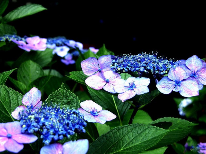 八仙紫阳花图片