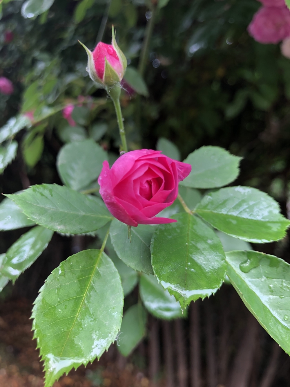 一组雨后的蔷薇花图片大全