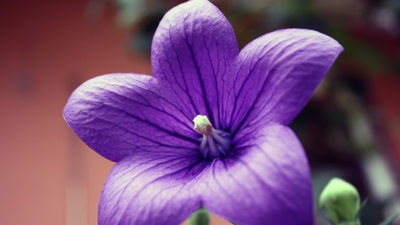 蓝紫色的桔梗花图片