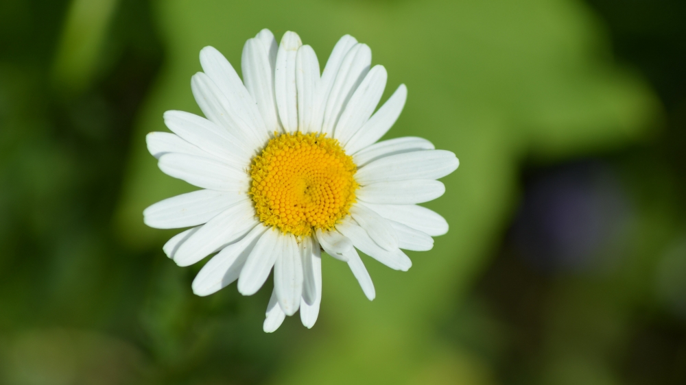 白色雏菊是一种花瓣白色花心是黄色的小花朵