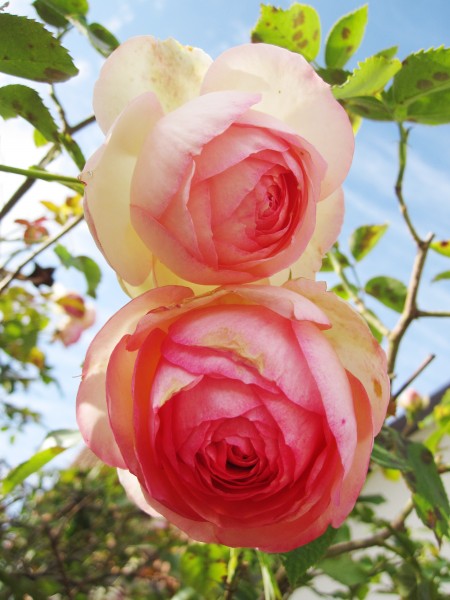 娇艳的粉色玫瑰花图片