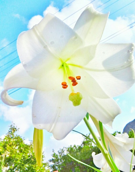 一组纯洁优雅的白色百合花图片