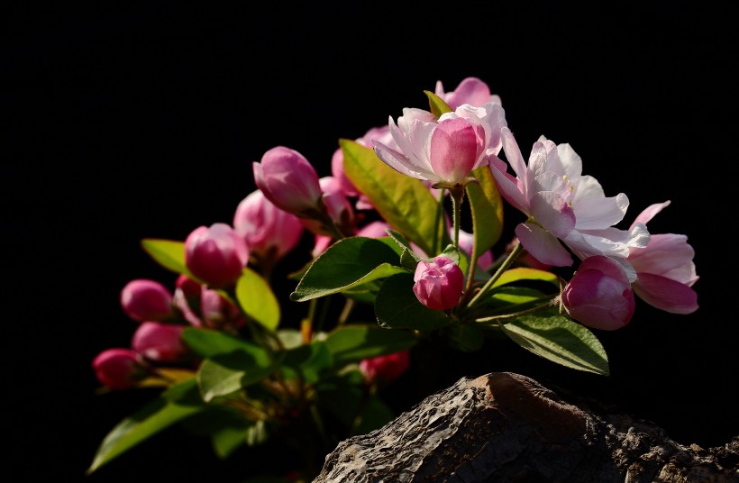 高雅的海棠花图片